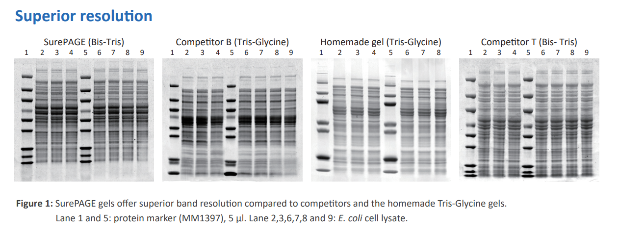 GenScript SurePAGE Precast Gel for Sale - Gaia Science Singapore