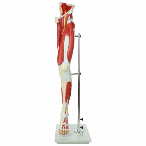Anatomy Warehouse Axis Scientific Life-Size 13-Part Human Muscular Leg ...