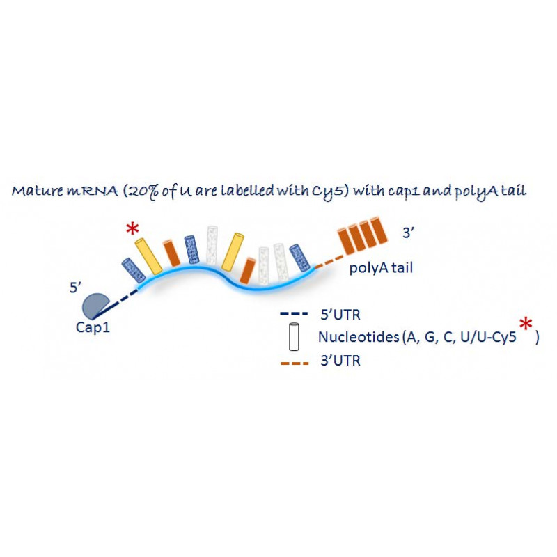 OZ Biosciences Cy5 F-Luc mRNA for Sale - Gaia Science Singapore