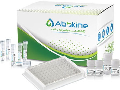 EliKine™ Rat IL-1Beta ELISA Kit