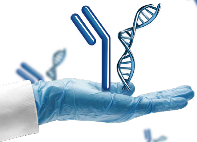 Antibody Production Services