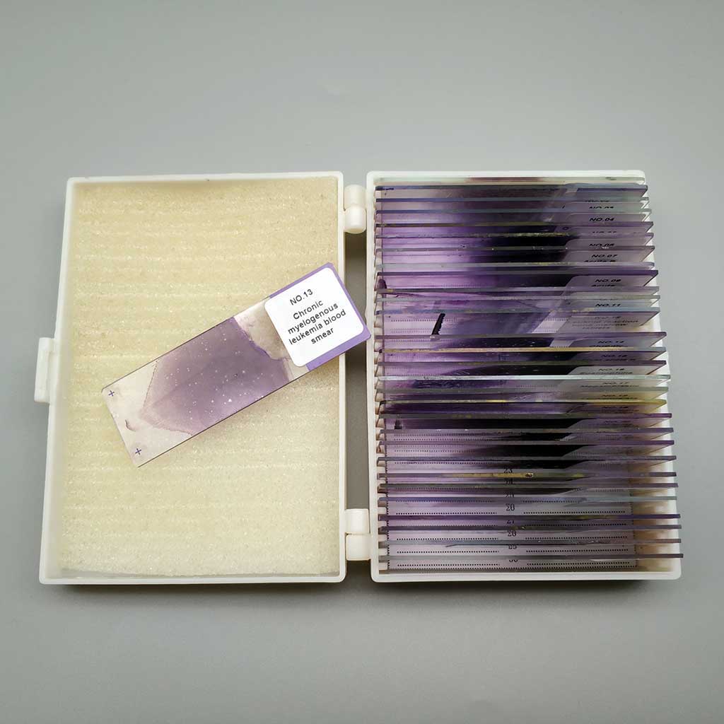 Hematology Set - Prepared Microscope Slide Set