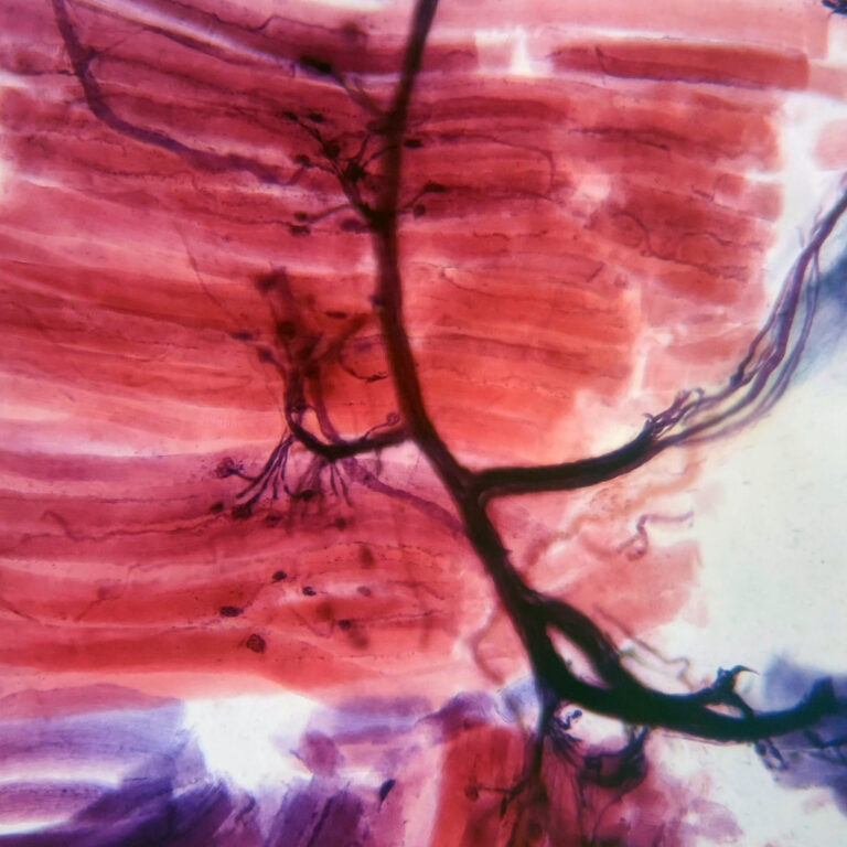 Cytology, Genetics, and Embryology Set - Prepared Microscope Slide Set