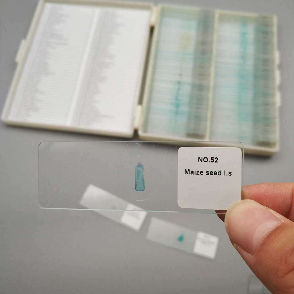 Botany Slides - Prepared Microscope Slides Individual