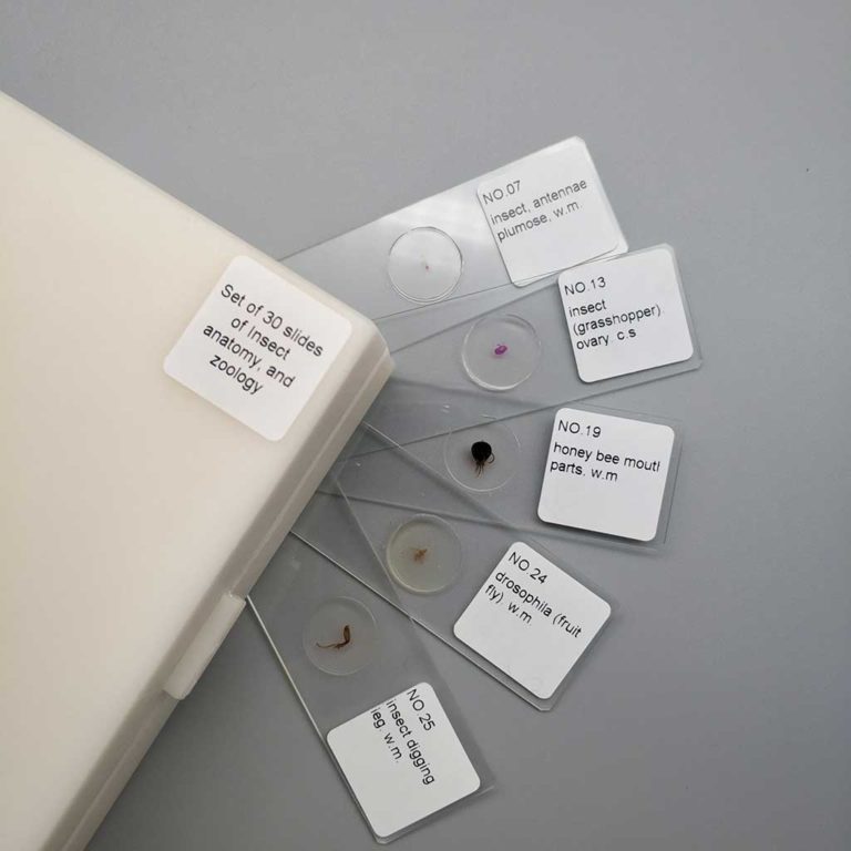 Zoology Slides - Prepared Microscope Slides Individual