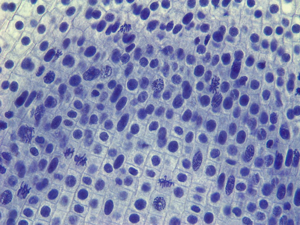 Embryology Slides - Prepared Microscope Slides Individual