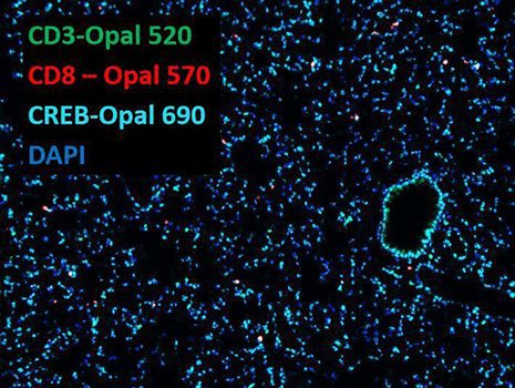 Opal Secondary Antibodies