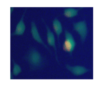 Live and Dead Cell Double Staining Kit