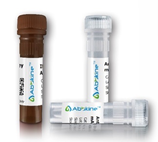 LDH Cytotoxicity Assay Kit