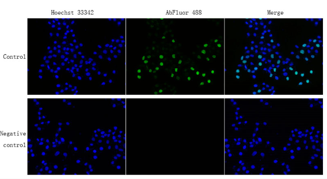 EdU Cell Proliferation Image Kit (Green Fluorescence)