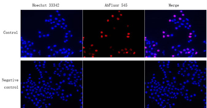 EdU Cell Proliferation Image Kit (Orange Fluorescence)