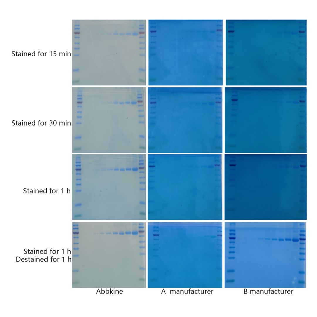 SuperKine™ Protein Gel Fast Staining Solution (Coomassie Blue)