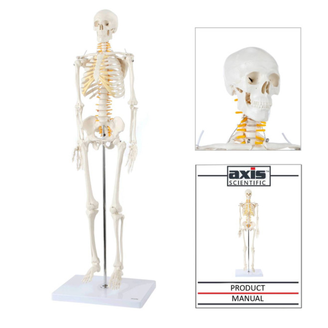 Axis Scientific Miniature 31" Human Skeleton Anatomy Model