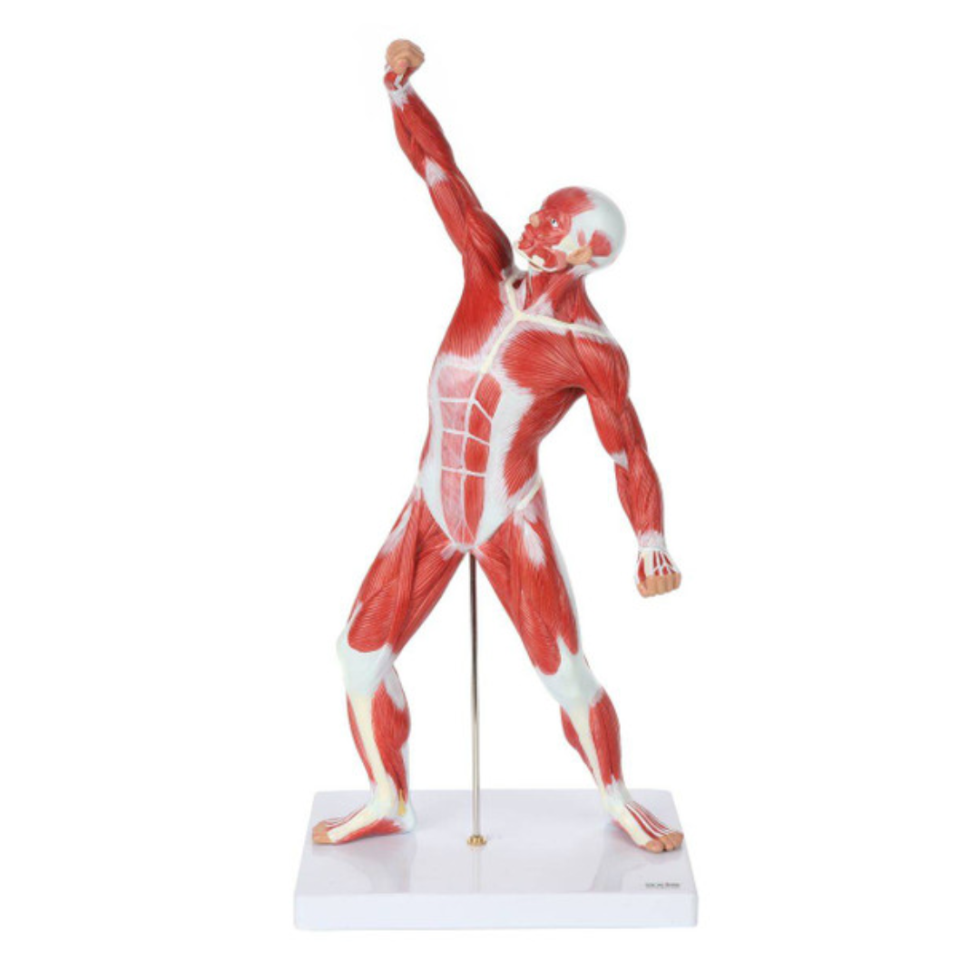 Axis Scientific Miniature Human Muscular Figure Anatomy Model