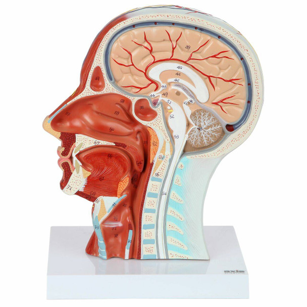 Axis Scientific Half Head with Muscles, Nerves and Vasculature