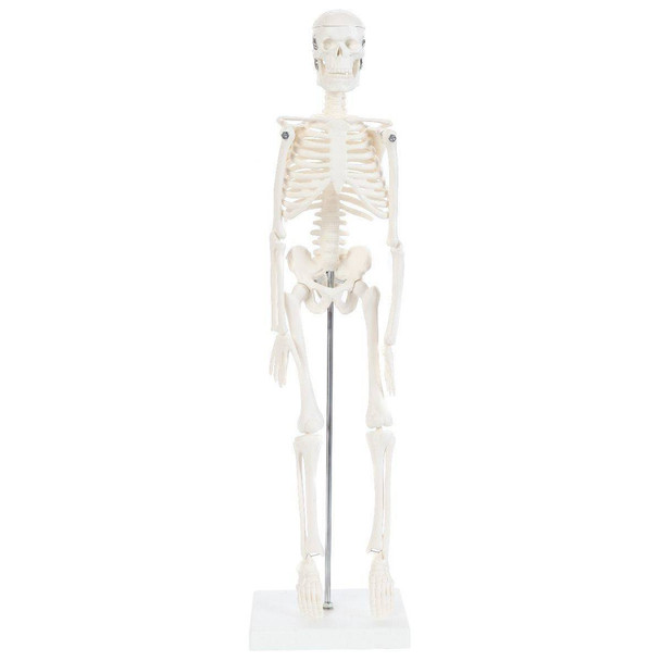 Anatomy Lab Essential Micro 19 Desktop Skeleton