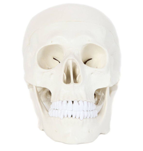 Anatomy Lab Essential Life-Size Skull