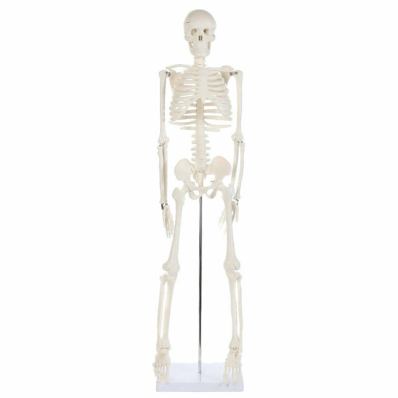 Anatomy Lab Essential Mini 35" Skeleton