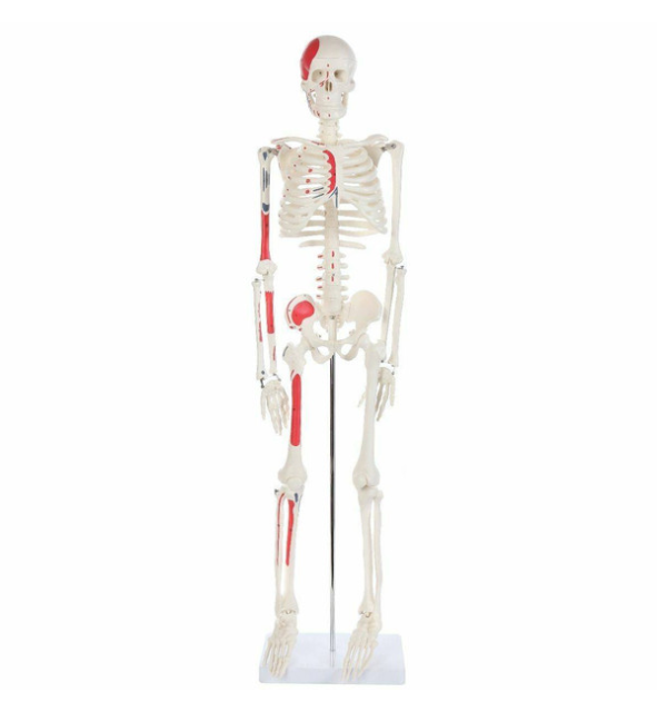 Anatomy Lab Essential Painted Mini 35 Skeleton