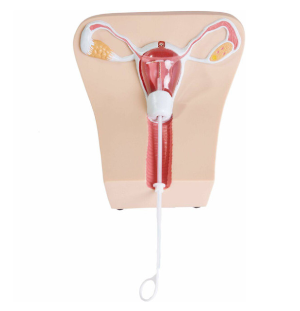Anatomy Lab IUD Insertion Model I