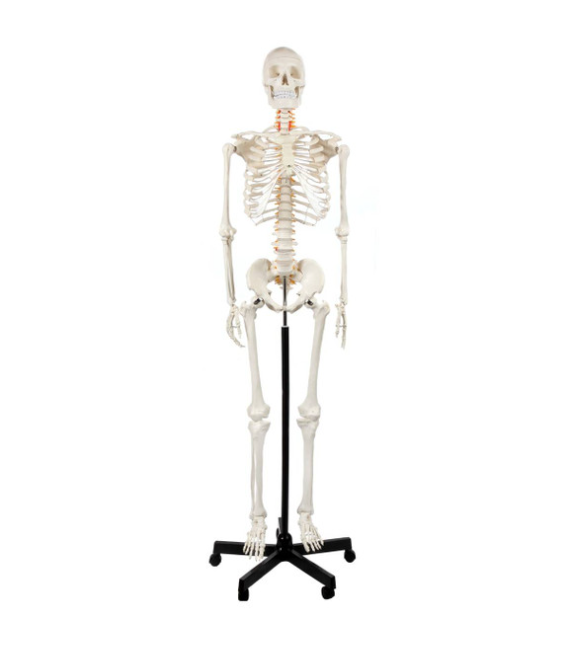 Axis Scientific Classic Human Skeleton with Study & Numbering Guide