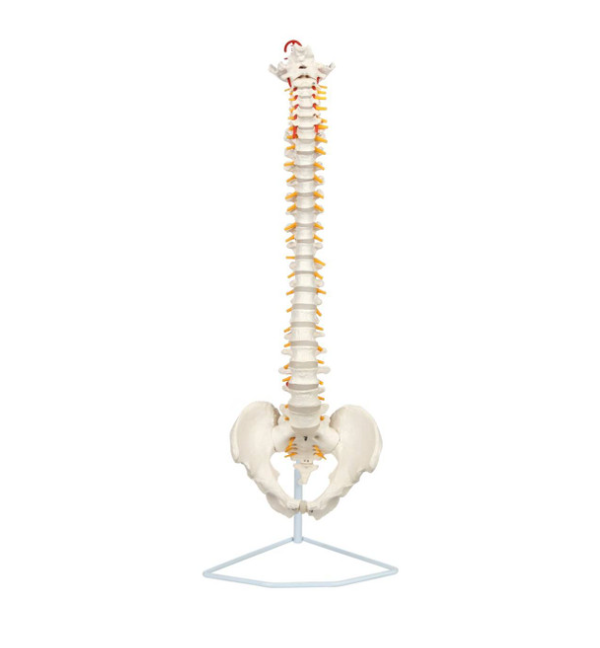 Axis Scientific Life-Size Human Spine with Complete Vertebrae, Nerves, and Male Pelvis Anatomy Model