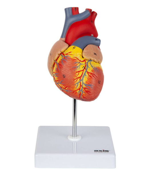Axis Scientific 2-Part Deluxe Life-Size Human Heart Anatomy Model