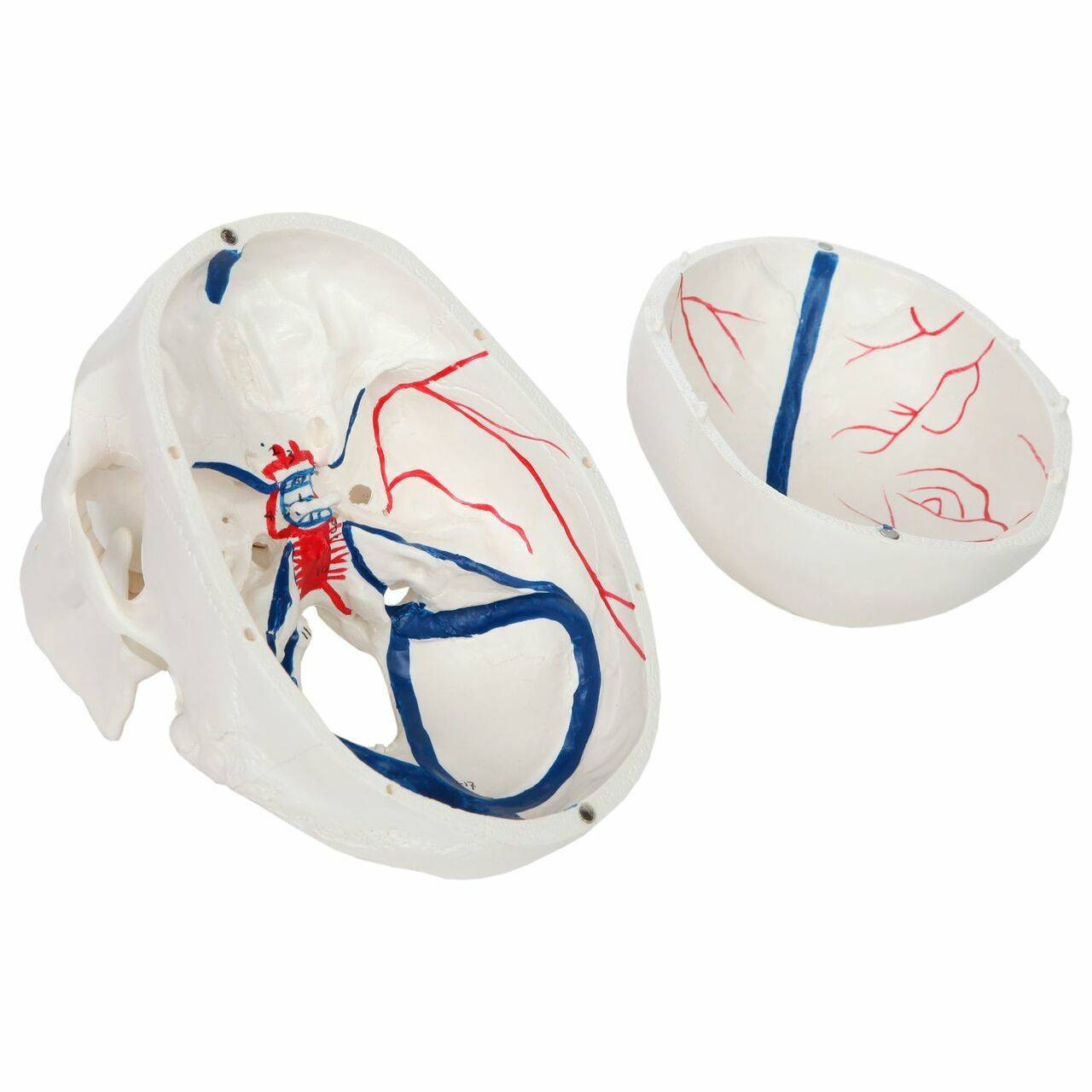 Axis Scientific Life-Size Human Skull with Blood Vessels