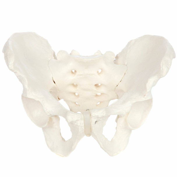 Axis Scientific Female Skeletal Pelvis