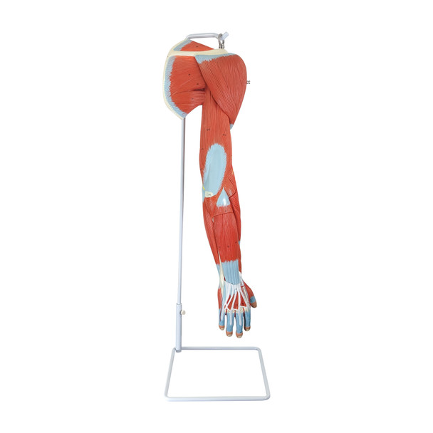 Axis Scientific Life-Size 7-Part Human Muscular Arm with Detachable Muscles Anatomy Model