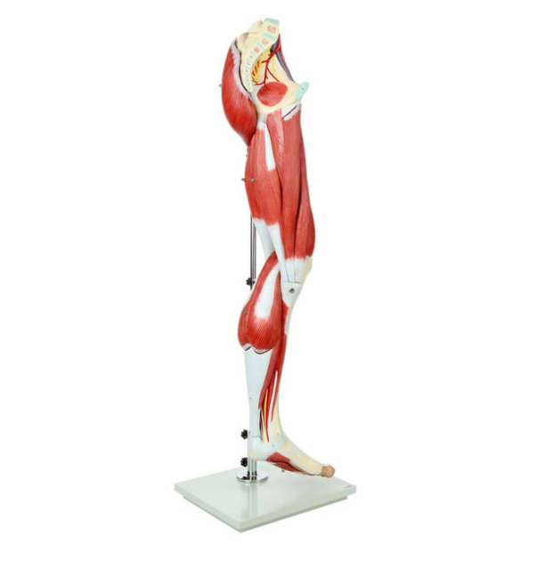 Axis Scientific Life-Size 13-Part Human Muscular Leg with Detachable Muscles Anatomy Model
