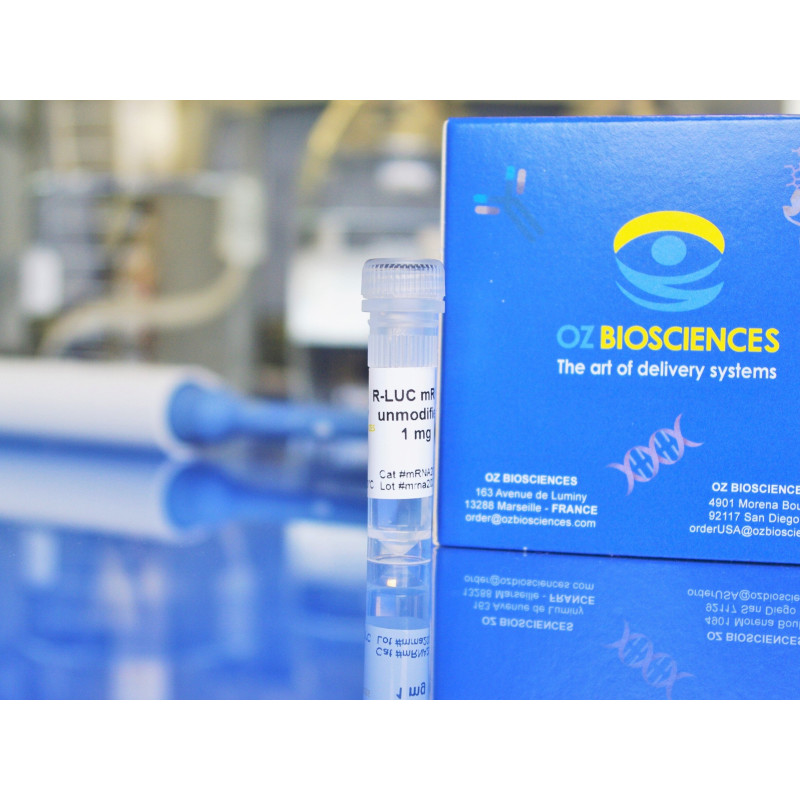 R-Luc mRNA