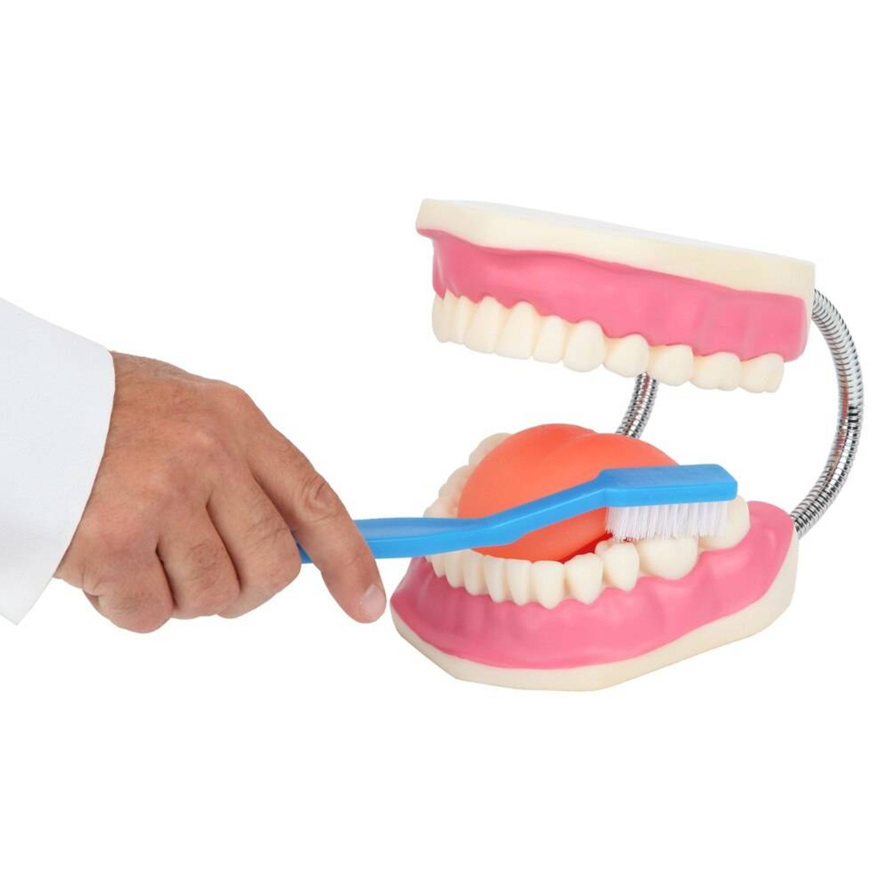 Axis Scientific Tooth Brushing Model, 3 Times Enlarged with Giant Brush