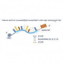 F-Luc mRNA