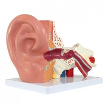 Axis Scientific Oversized 3-Part Human Ear