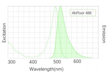 Anti-COX IV Mouse Monoclonal Antibody (14Y2)