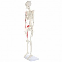 Anatomy Lab Essential Painted Mini 35 Skeleton