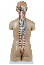 Axis Scientific 18-Part Premium Unisex Life-Size Torso with Open Back