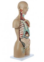 Axis Scientific 18-Part Premium Unisex Life-Size Torso with Open Back