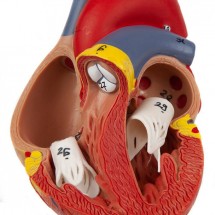 Axis Scientific 2-Part Deluxe Life-Size Human Heart Anatomy Model