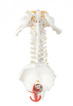 Axis Scientific Life-Size Human Spine with Complete Vertebrae, Nerves, and Male Pelvis Anatomy Model