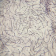 Botany Set - Prepared Microscope Slide Set