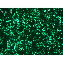 PolyMag Neo Transfection Reagent