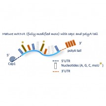 Spike Omicron mRNA