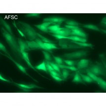 ViroMag R/L Transduction Reagent