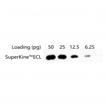 SuperKine™ West Pico PLUS Chemiluminescent Substrate